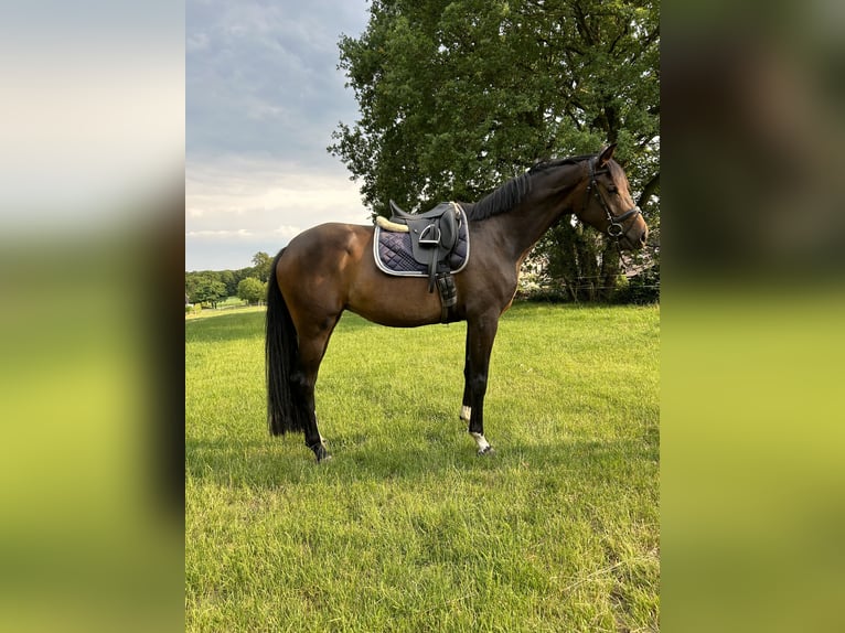 Koń oldenburski Klacz 6 lat 175 cm Ciemnogniada in Uelsen