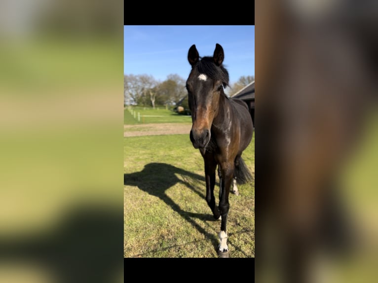 Koń oldenburski Klacz 6 lat 175 cm Ciemnogniada in Uelsen