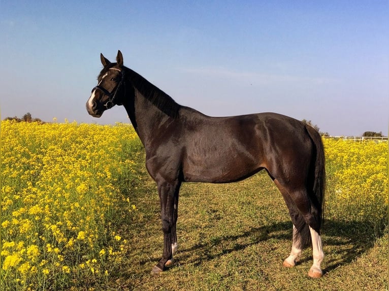 Koń oldenburski Klacz 6 lat 175 cm Ciemnogniada in Münchendorf