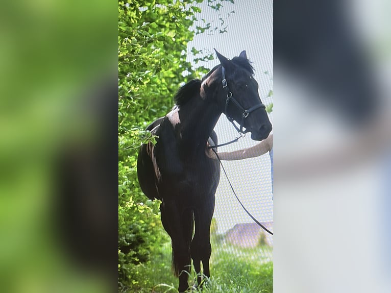 Koń oldenburski Klacz 6 lat 175 cm Kara in Frohburg