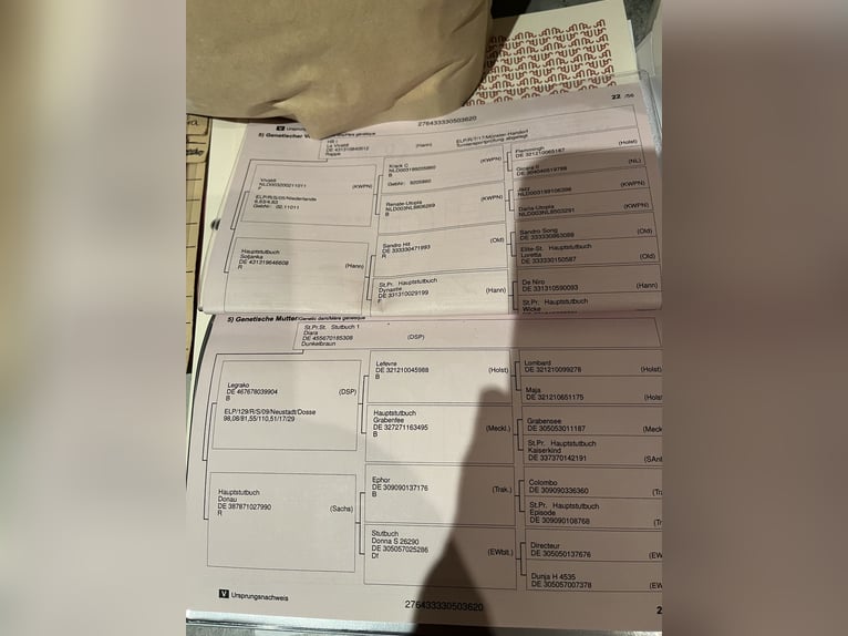 Koń oldenburski Klacz 6 lat 175 cm Kara in Frohburg