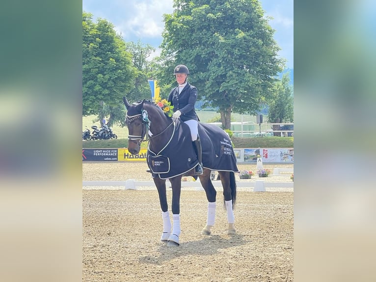 Koń oldenburski Klacz 6 lat 176 cm Ciemnogniada in Roth / Heubühl