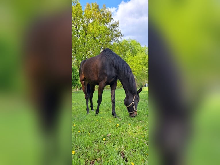 Koń oldenburski Klacz 6 lat 180 cm Skarogniada in Mühlbeck