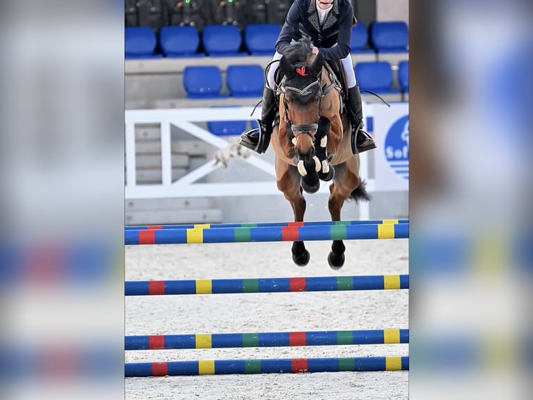 Koń oldenburski Klacz 7 lat 148 cm Gniada in Poznań