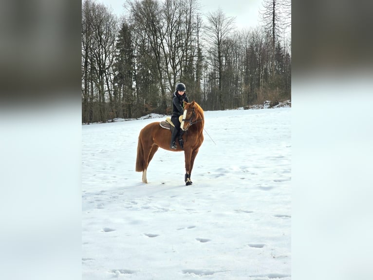 Koń oldenburski Klacz 7 lat 158 cm Kasztanowata in Frielendorf