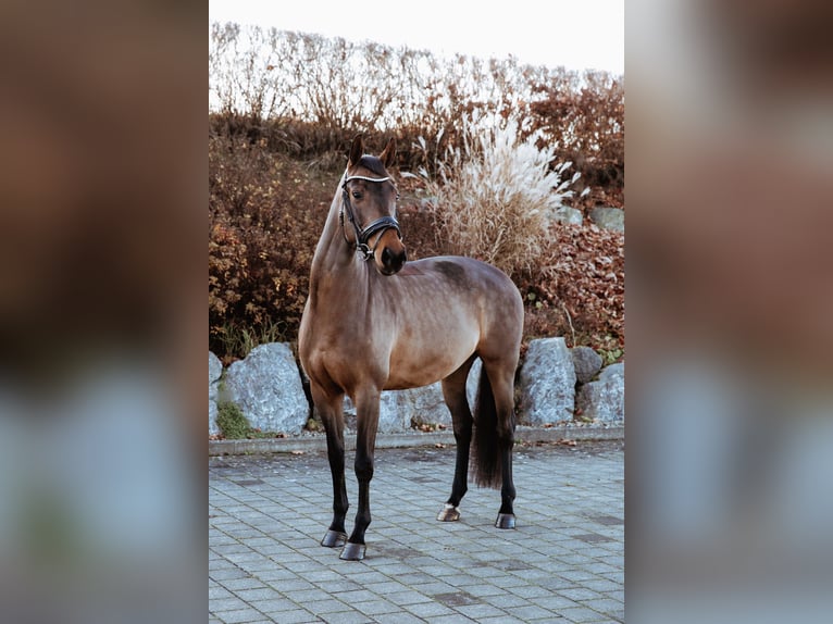 Koń oldenburski Klacz 7 lat 160 cm Gniada in Oberstadion