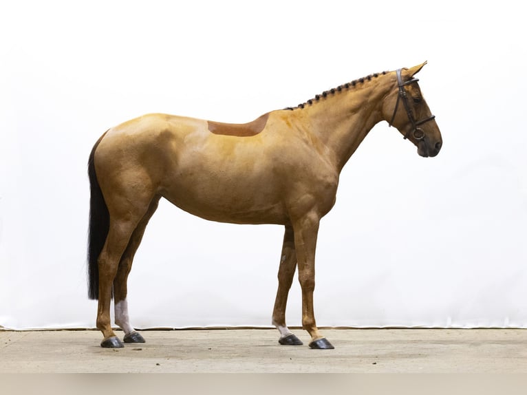 Koń oldenburski Klacz 7 lat 163 cm Cremello in Waddinxveen