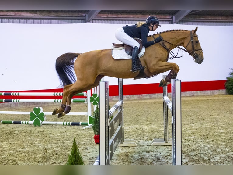 Koń oldenburski Klacz 7 lat 163 cm Cremello in Waddinxveen