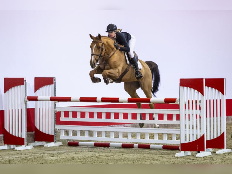 Koń oldenburski Klacz 7 lat 163 cm Cremello in Waddinxveen