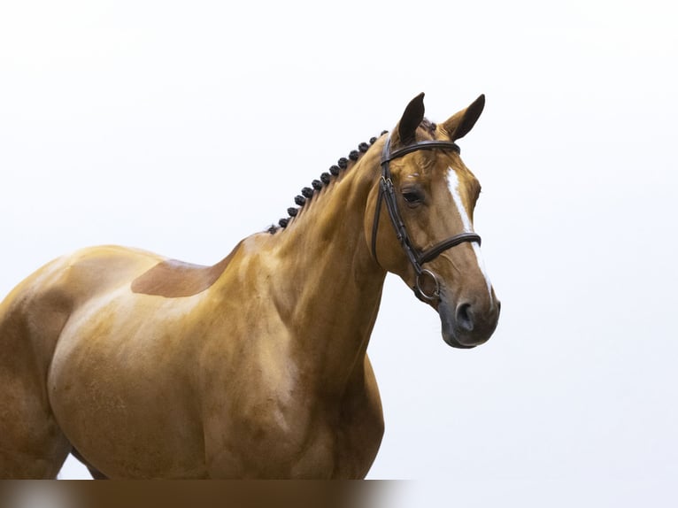 Koń oldenburski Klacz 7 lat 163 cm Cremello in Waddinxveen