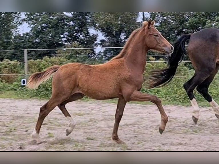 Koń oldenburski Klacz 7 lat 164 cm Gniada in Ihlow