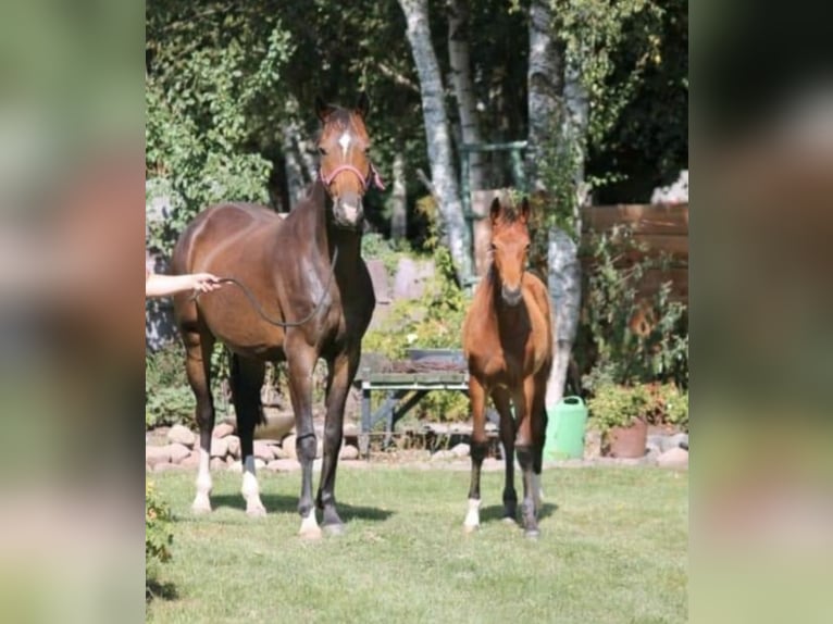 Koń oldenburski Klacz 7 lat 164 cm Gniada in Ihlow