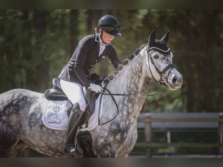 Koń oldenburski Klacz 7 lat 164 cm Siwa jabłkowita in Herzlake