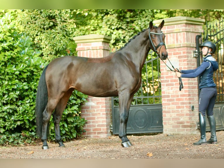 Koń oldenburski Klacz 7 lat 165 cm Ciemnogniada in Blunk