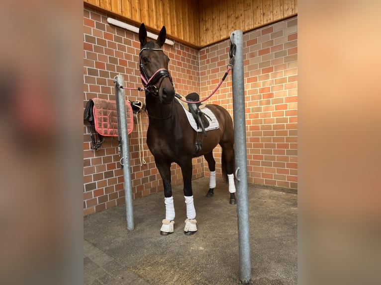 Koń oldenburski Klacz 7 lat 165 cm Ciemnogniada in Blunk