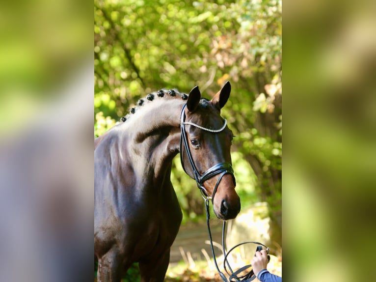 Koń oldenburski Klacz 7 lat 165 cm Ciemnogniada in Blunk