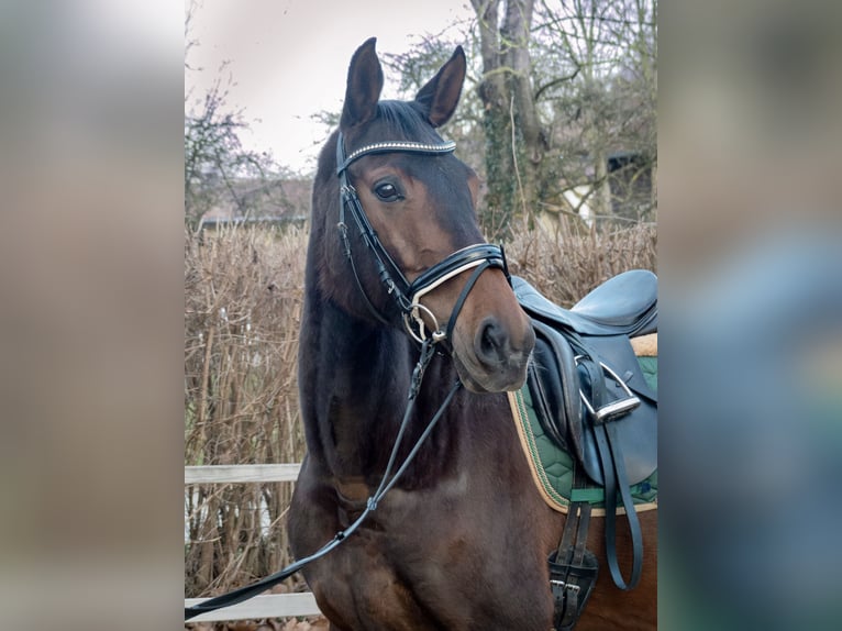 Koń oldenburski Klacz 7 lat 165 cm Gniada in Landshut