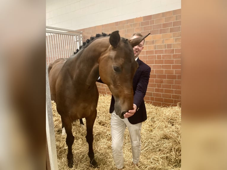 Koń oldenburski Klacz 7 lat 165 cm Gniada in Landshut