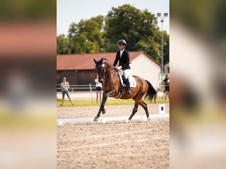 Koń oldenburski Klacz 7 lat 165 cm Gniada in Landshut