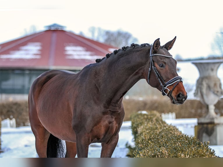 Koń oldenburski Klacz 7 lat 165 cm Gniada in Landshut