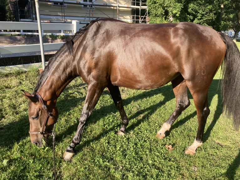 Koń oldenburski Klacz 7 lat 165 cm Gniada in Landshut