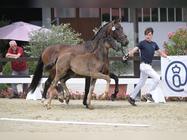 Koń oldenburski Klacz 7 lat 165 cm Gniada in Landshut