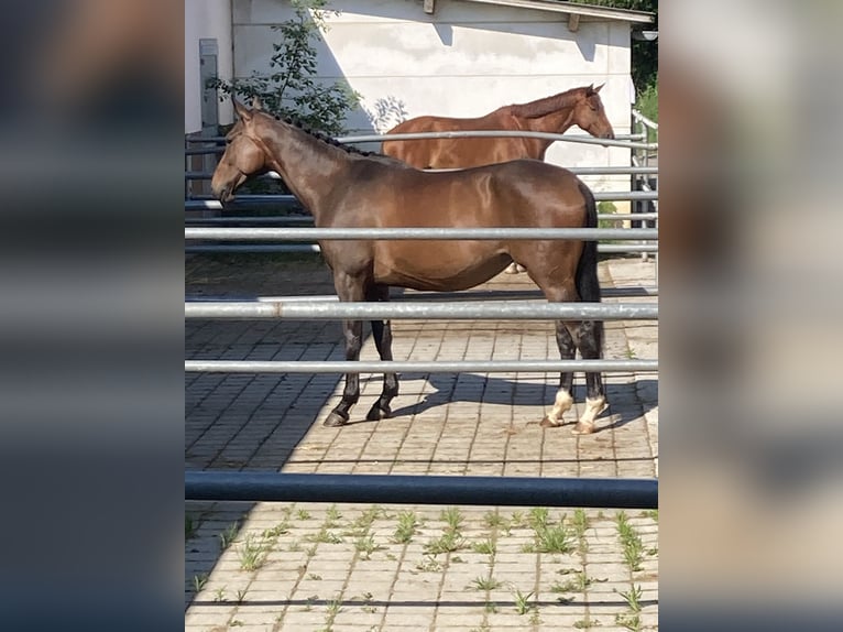 Koń oldenburski Klacz 7 lat 165 cm Gniada in Landshut