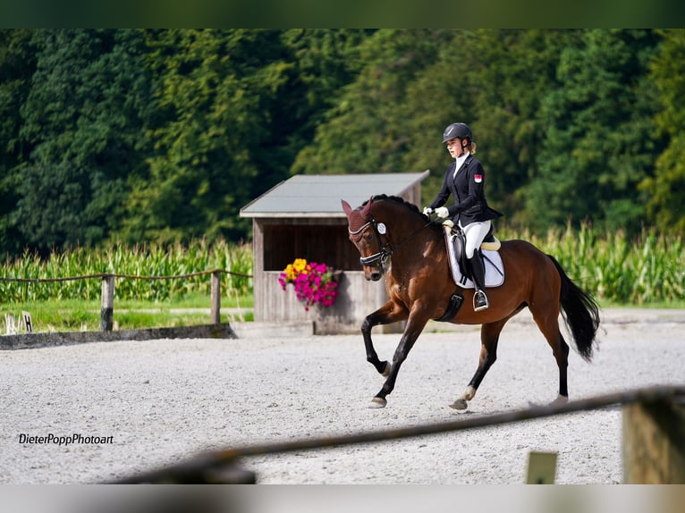 Koń oldenburski Klacz 7 lat 165 cm Gniada in Landshut