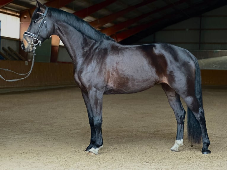 Koń oldenburski Klacz 7 lat 165 cm Kara in Kietz