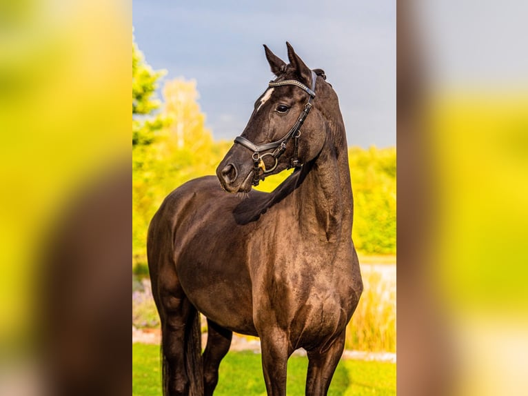 Koń oldenburski Klacz 7 lat 165 cm Kara in Pęclin