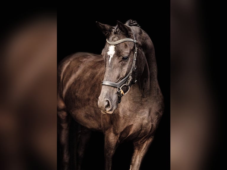 Koń oldenburski Klacz 7 lat 165 cm Kara in Pęclin