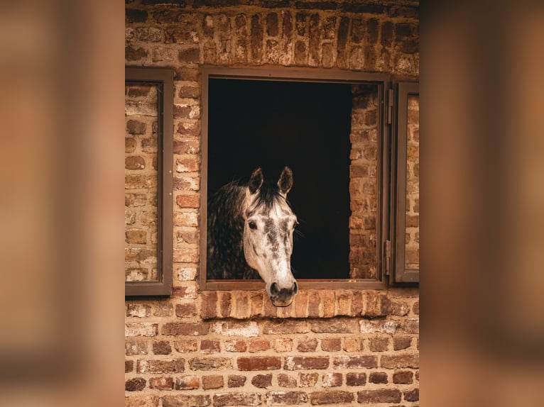 Koń oldenburski Klacz 7 lat 165 cm Siwa in Pulheim