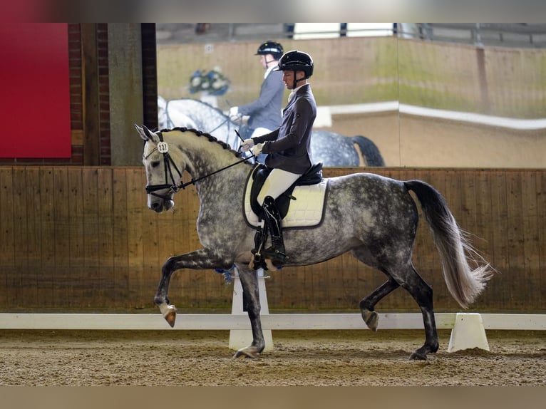Koń oldenburski Klacz 7 lat 165 cm Siwa in Pulheim