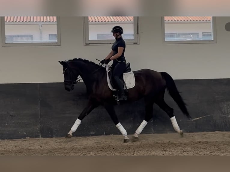Koń oldenburski Klacz 7 lat 165 cm Skarogniada in Landensberg