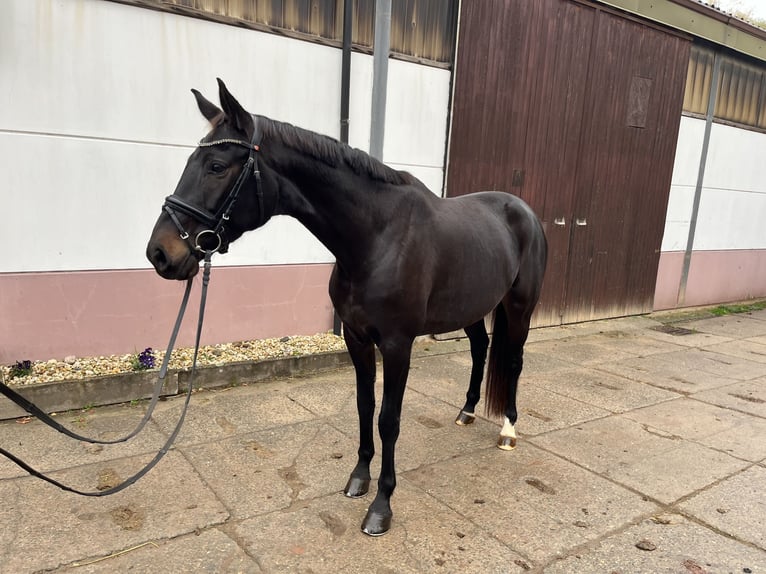 Koń oldenburski Klacz 7 lat 166 cm Ciemnogniada in Reinsdorf