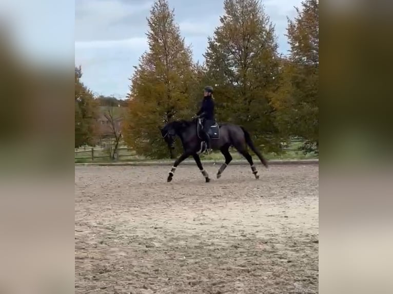 Koń oldenburski Klacz 7 lat 166 cm Ciemnogniada in Reinsdorf