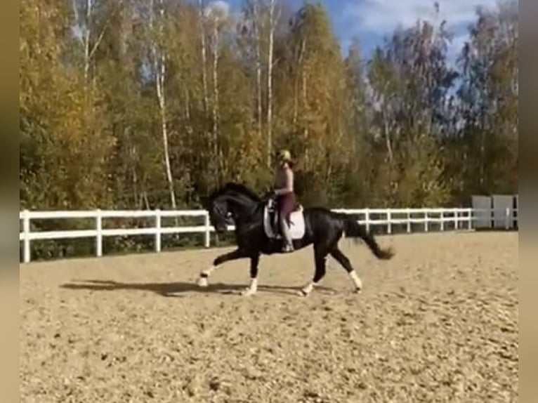 Koń oldenburski Klacz 7 lat 166 cm Ciemnogniada in Reinsdorf