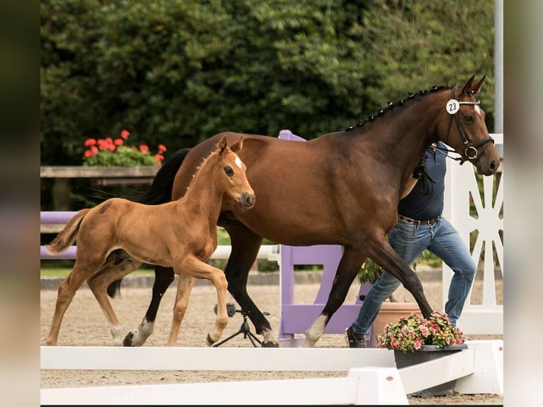 Koń oldenburski Klacz 7 lat 166 cm Ciemnogniada in Dörpen