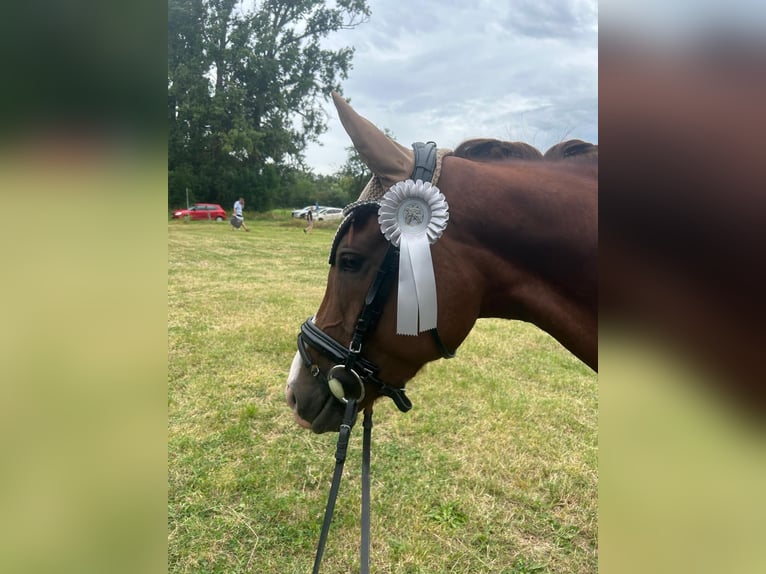 Koń oldenburski Klacz 7 lat 166 cm Ciemnokasztanowata in M&#xFC;hlenbergeFriesack