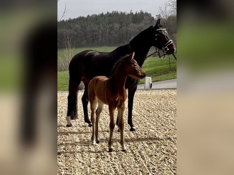 Koń oldenburski Klacz 7 lat 167 cm Ciemnogniada in Reichertsheim