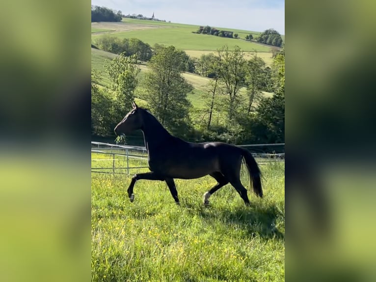 Koń oldenburski Klacz 7 lat 167 cm Ciemnogniada in Reichertsheim