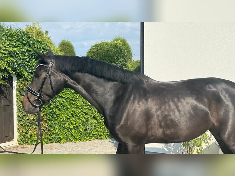 Koń oldenburski Klacz 7 lat 167 cm Ciemnogniada in Sch&#xF6;nenberg