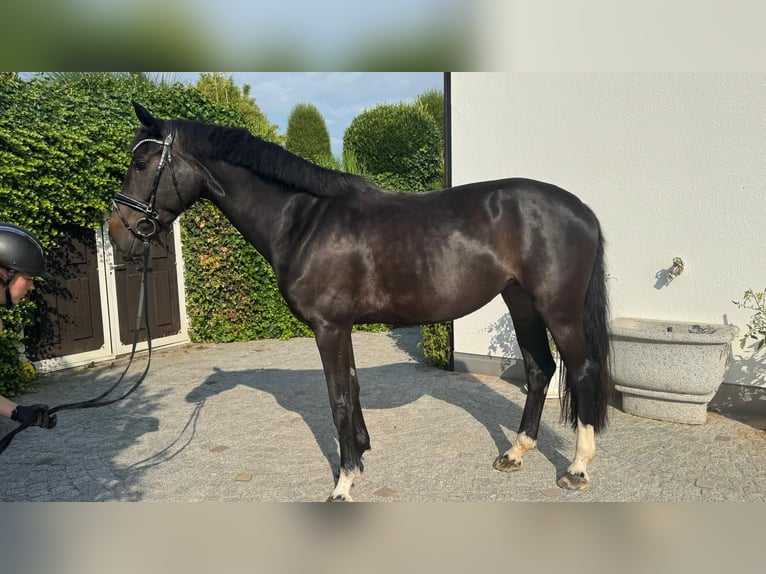 Koń oldenburski Klacz 7 lat 167 cm Ciemnogniada in Sch&#xF6;nenberg