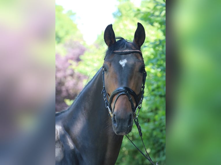 Koń oldenburski Klacz 7 lat 167 cm Ciemnogniada in Sprockhövel