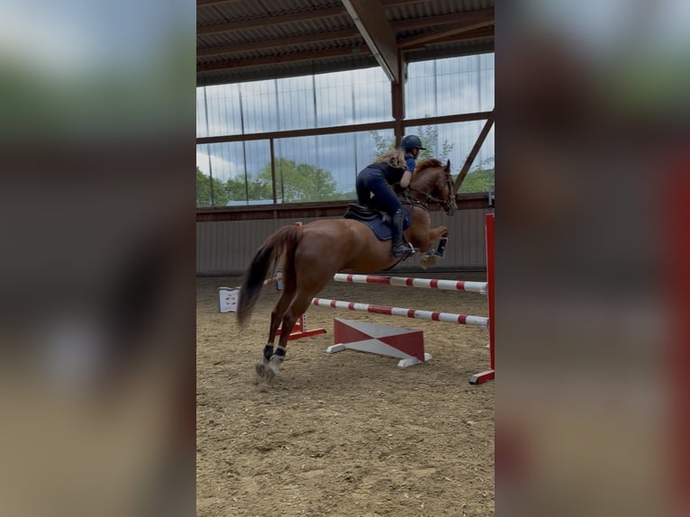 Koń oldenburski Klacz 7 lat 167 cm Kasztanowata in Löhnberg
