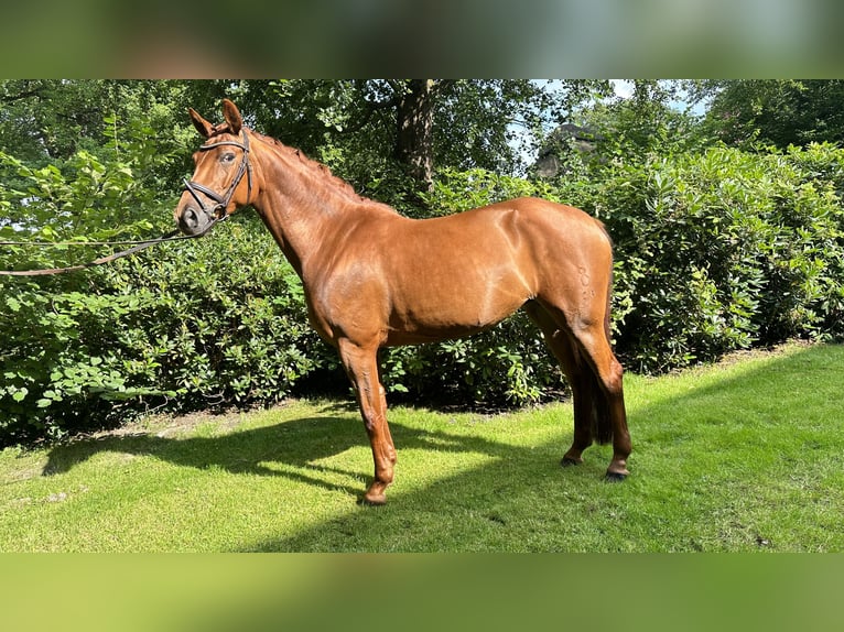 Koń oldenburski Klacz 7 lat 167 cm Kasztanowata in Osterholz-Scharmbeck