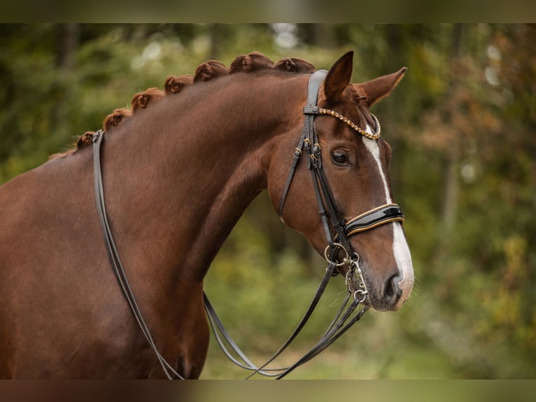 Koń oldenburski Klacz 7 lat 168 cm Ciemnokasztanowata in Wehringen