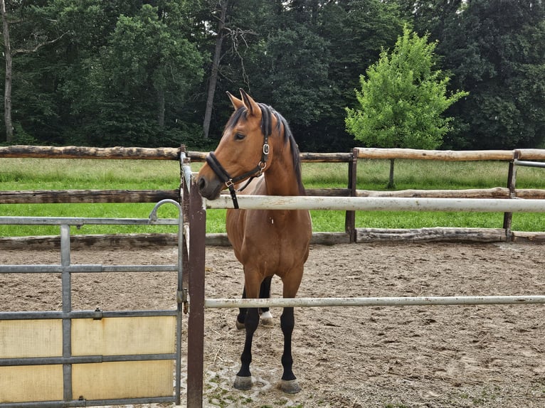 Koń oldenburski Klacz 7 lat 168 cm Gniada in Ostfildern