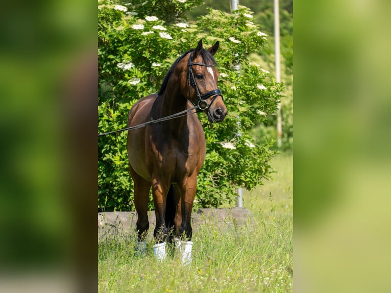 Koń oldenburski Klacz 7 lat 168 cm Gniada in Innsbruck