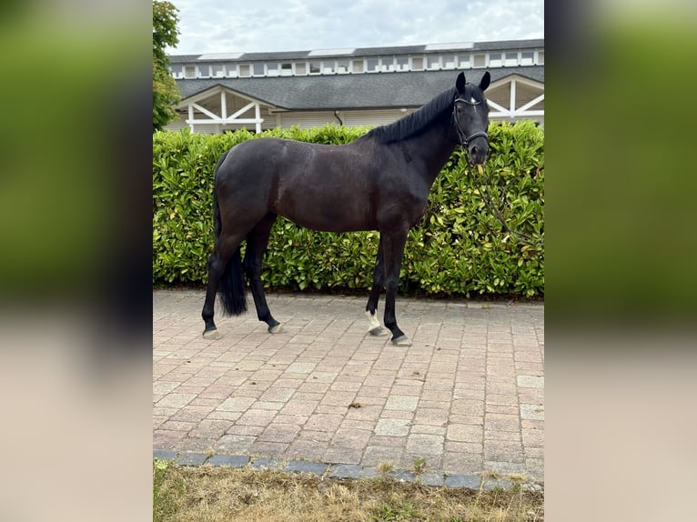Koń oldenburski Klacz 7 lat 168 cm Kara in Bad Nauheim